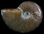 Flashy Red Iridescent Ammonite - Wide #52347-1